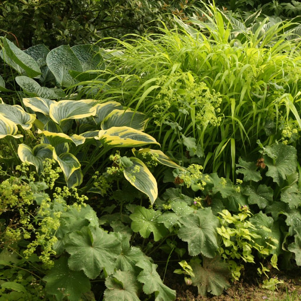 Hakonechloa macra All Gold - Japanese Forest Grass