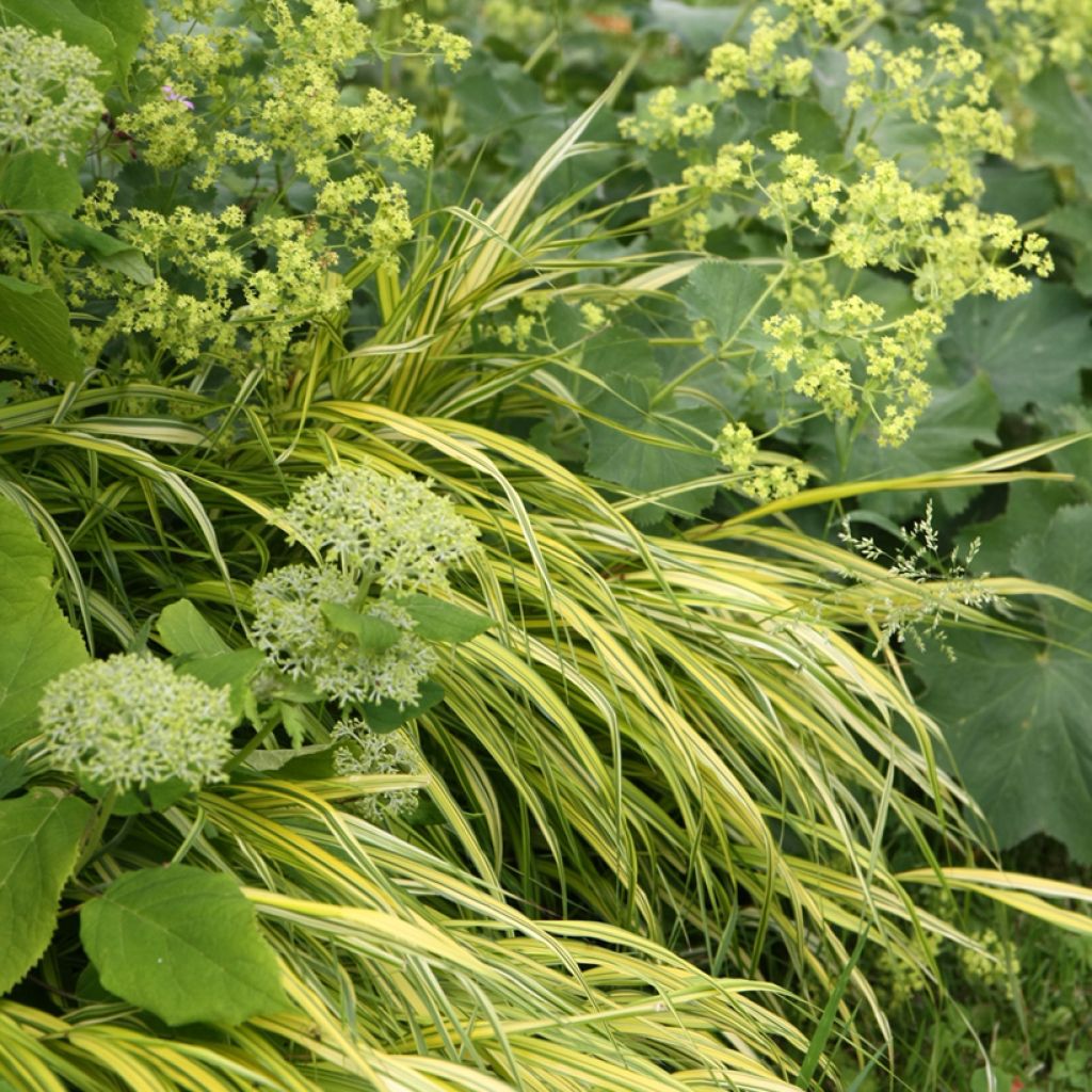 Hakonechloa macra Aureola - Japanese Forest Grass