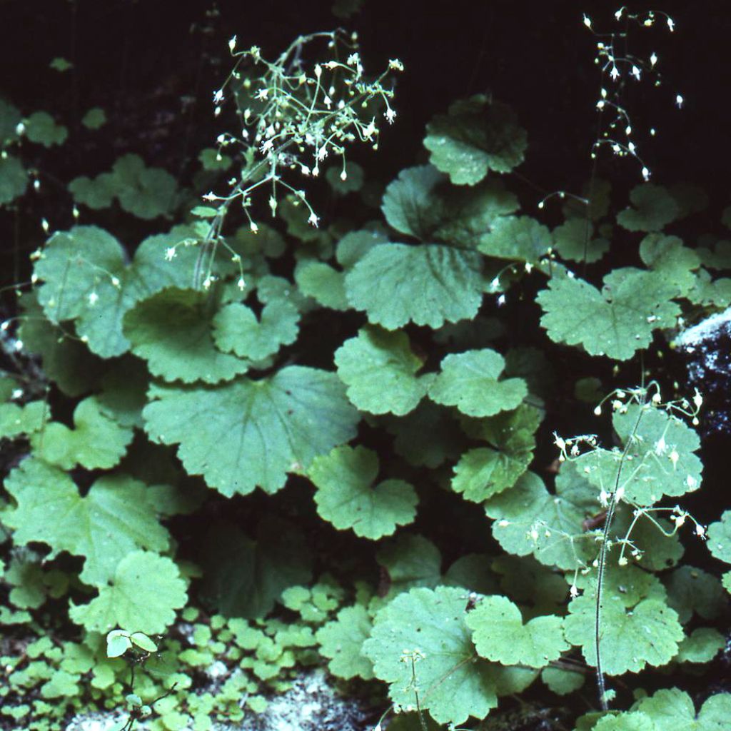 Heuchère, Heuchera parviflora var. nivalis