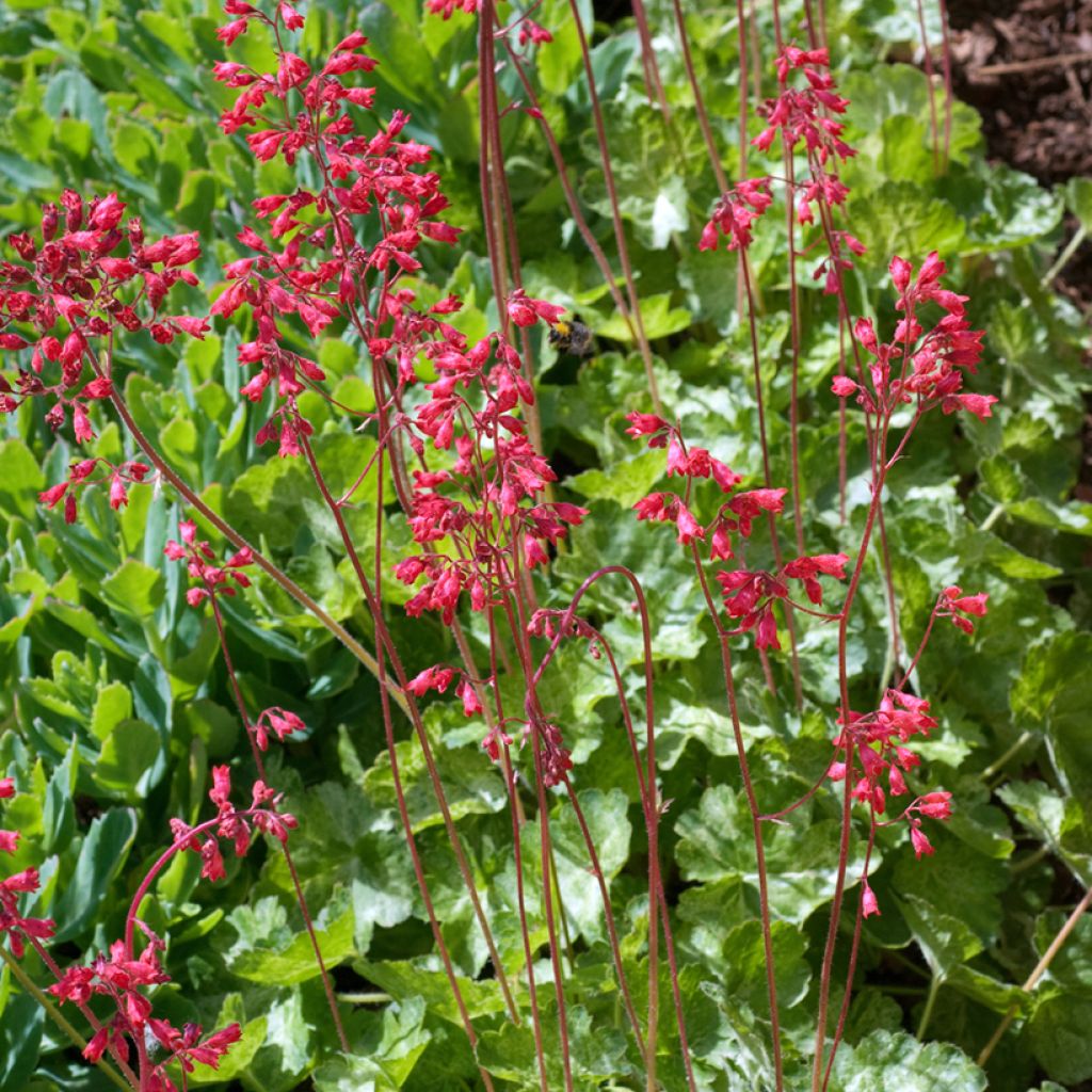 Heuchera sanguinea Snow Storm - Coral Bells