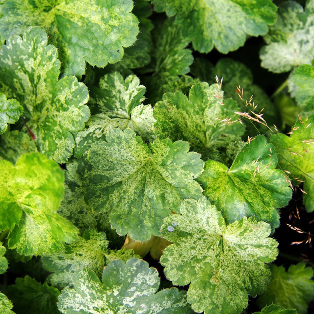 Heuchera sanguinea Snow Storm - Coral Bells