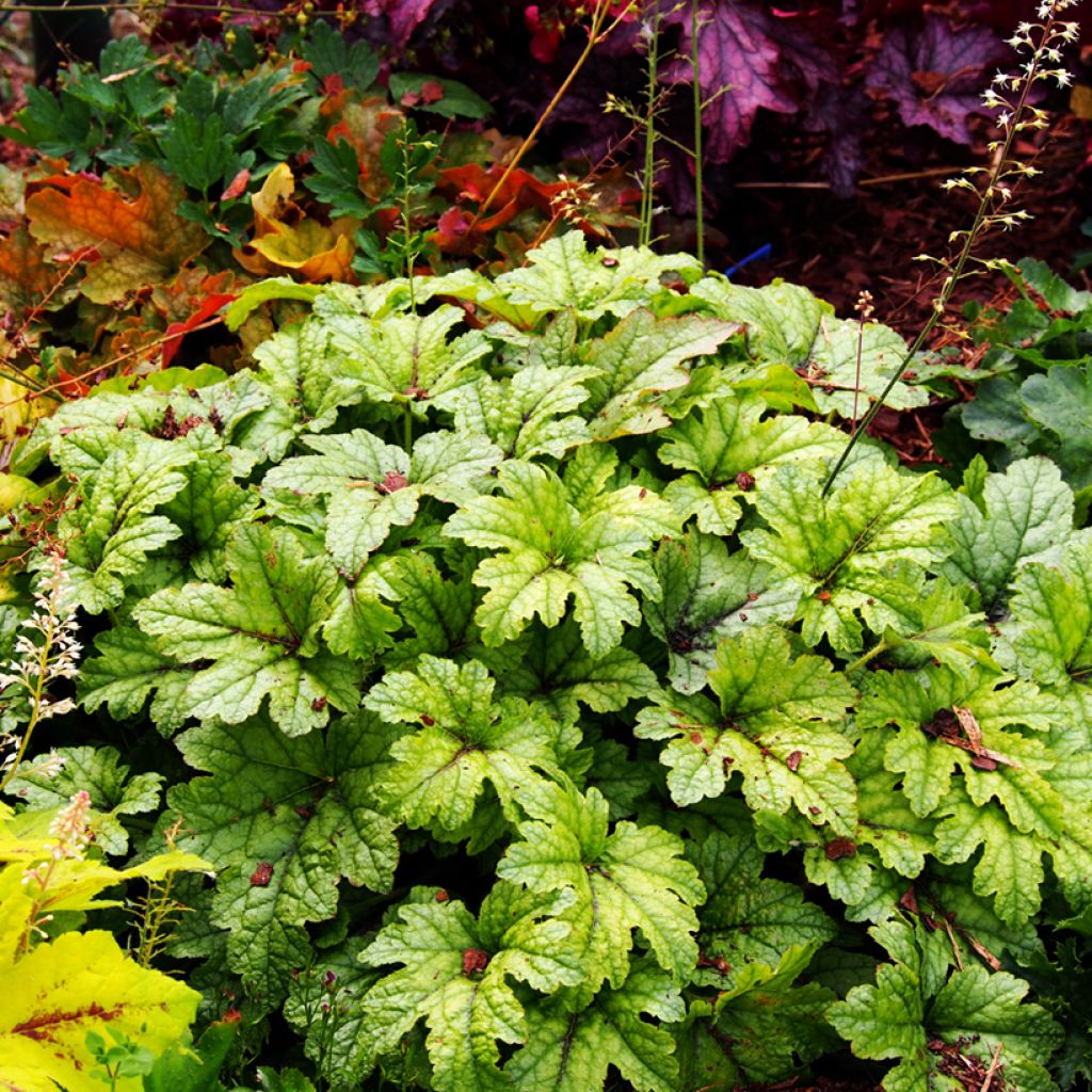 Heucherella Kimono