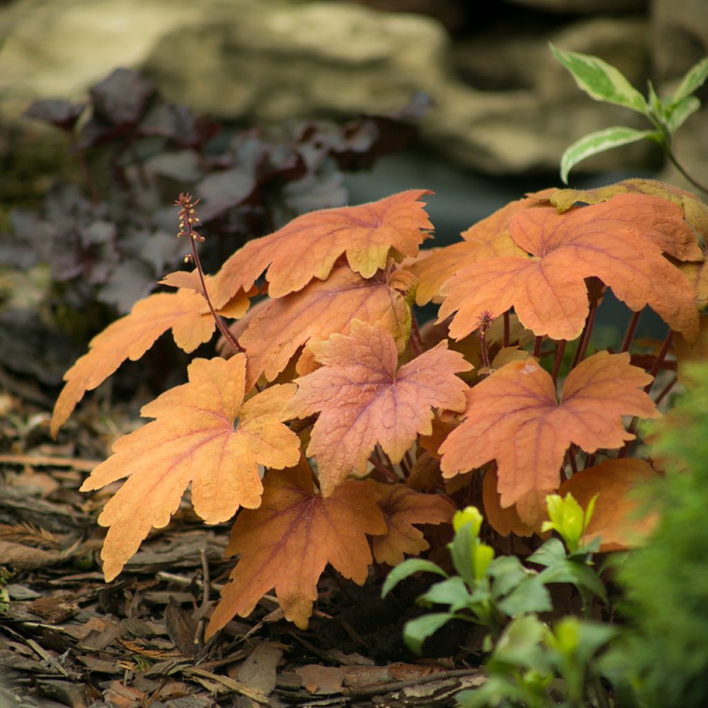 Heucherella Sweet Tea