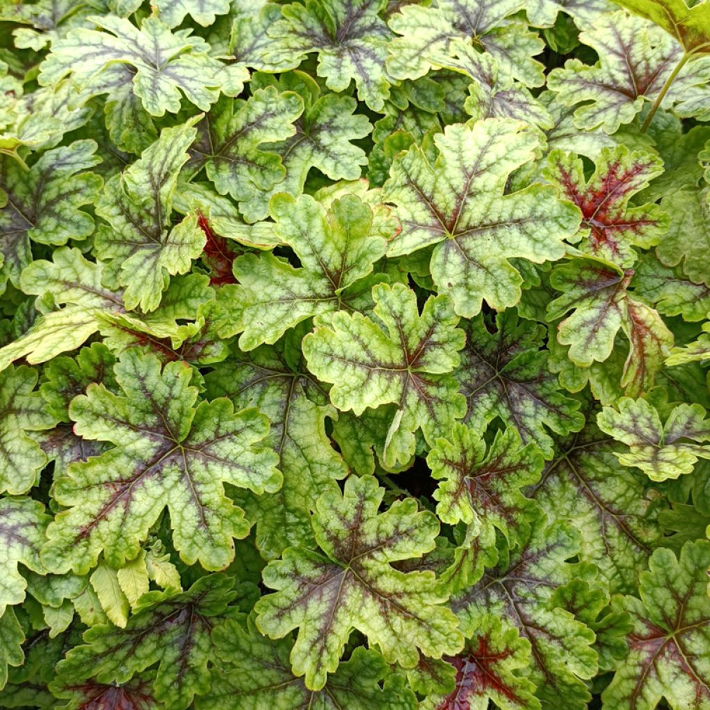 Heucherella Tapestry