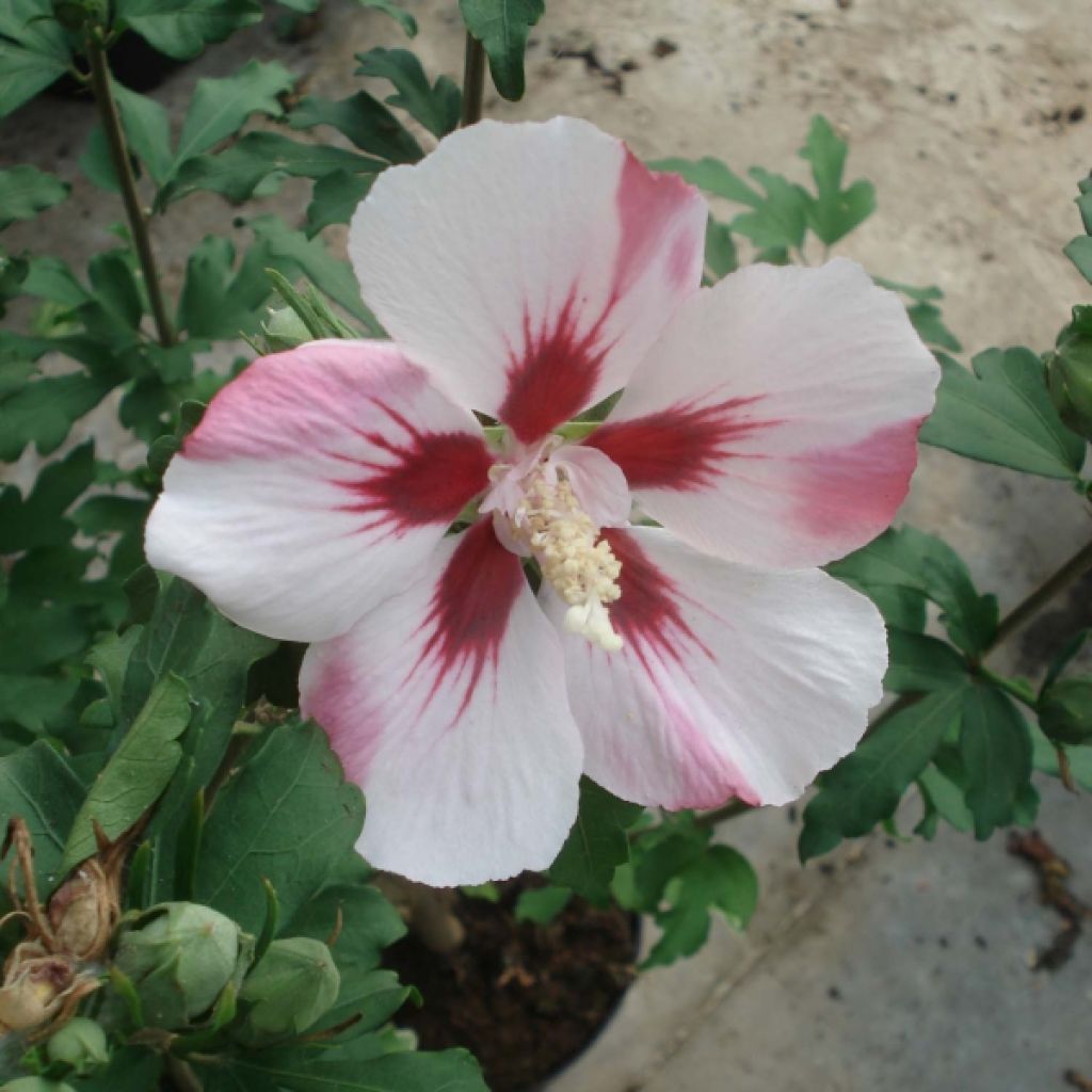 Hibiscus syriacus Hamabo - Rose of Sharon