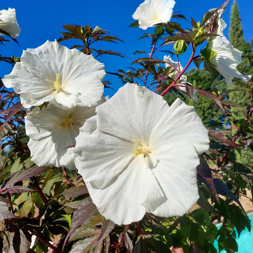 Hibiscus moscheutos Carousel® Ghost ® - Swamp Rose Mallow