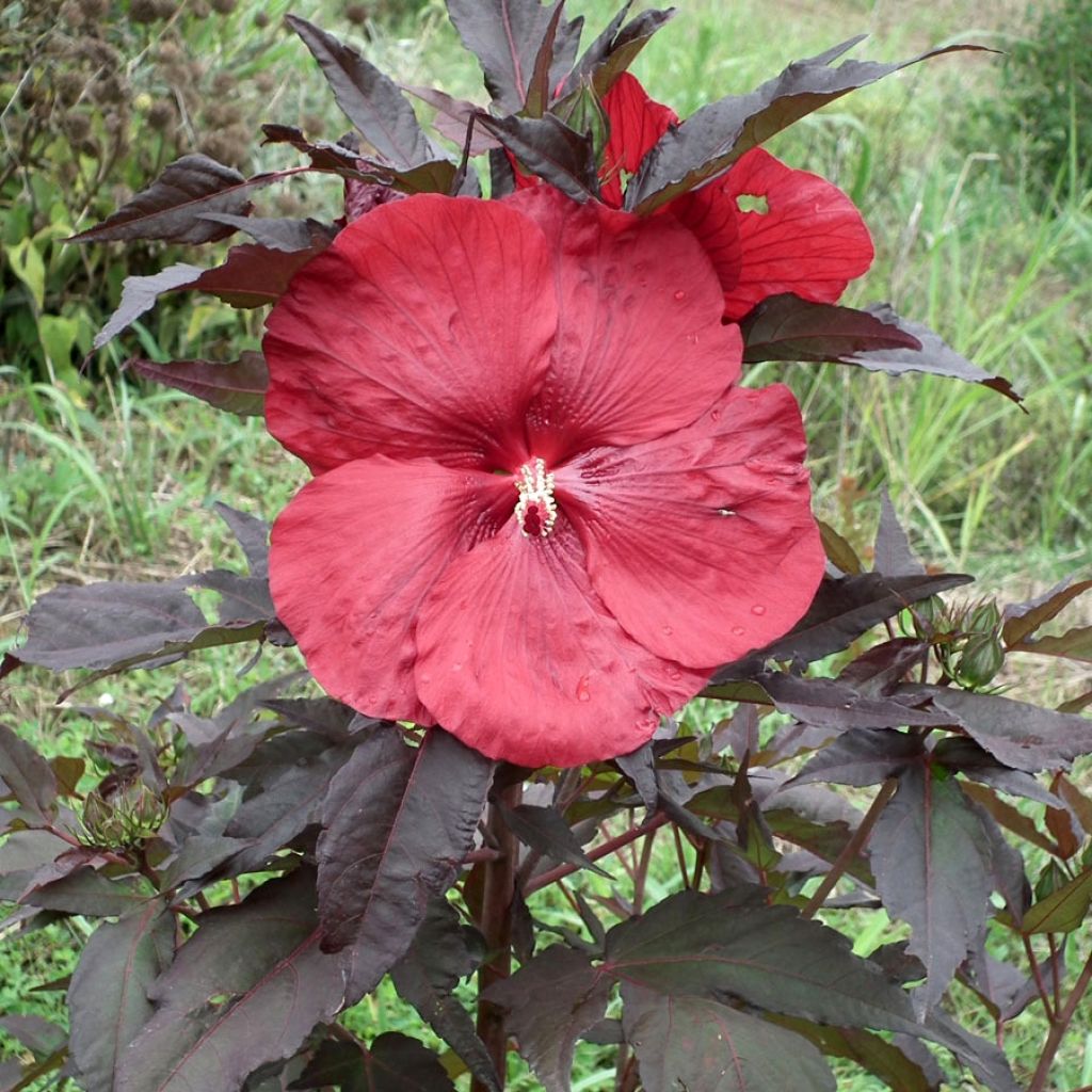 Hibiscus moscheutos Geant Red - Hibiscus des marais en pot de 1L/1,5L