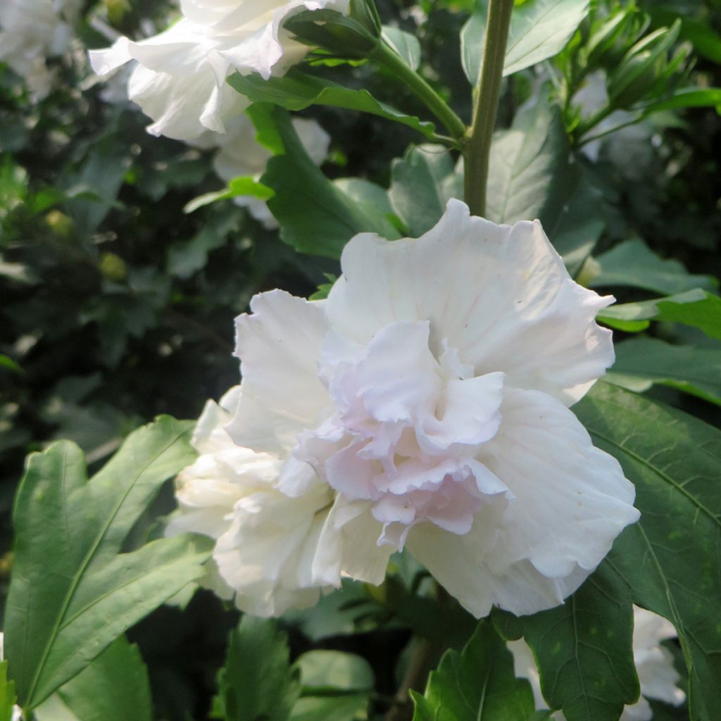 Hibiscus syriacus Admiral Dewey