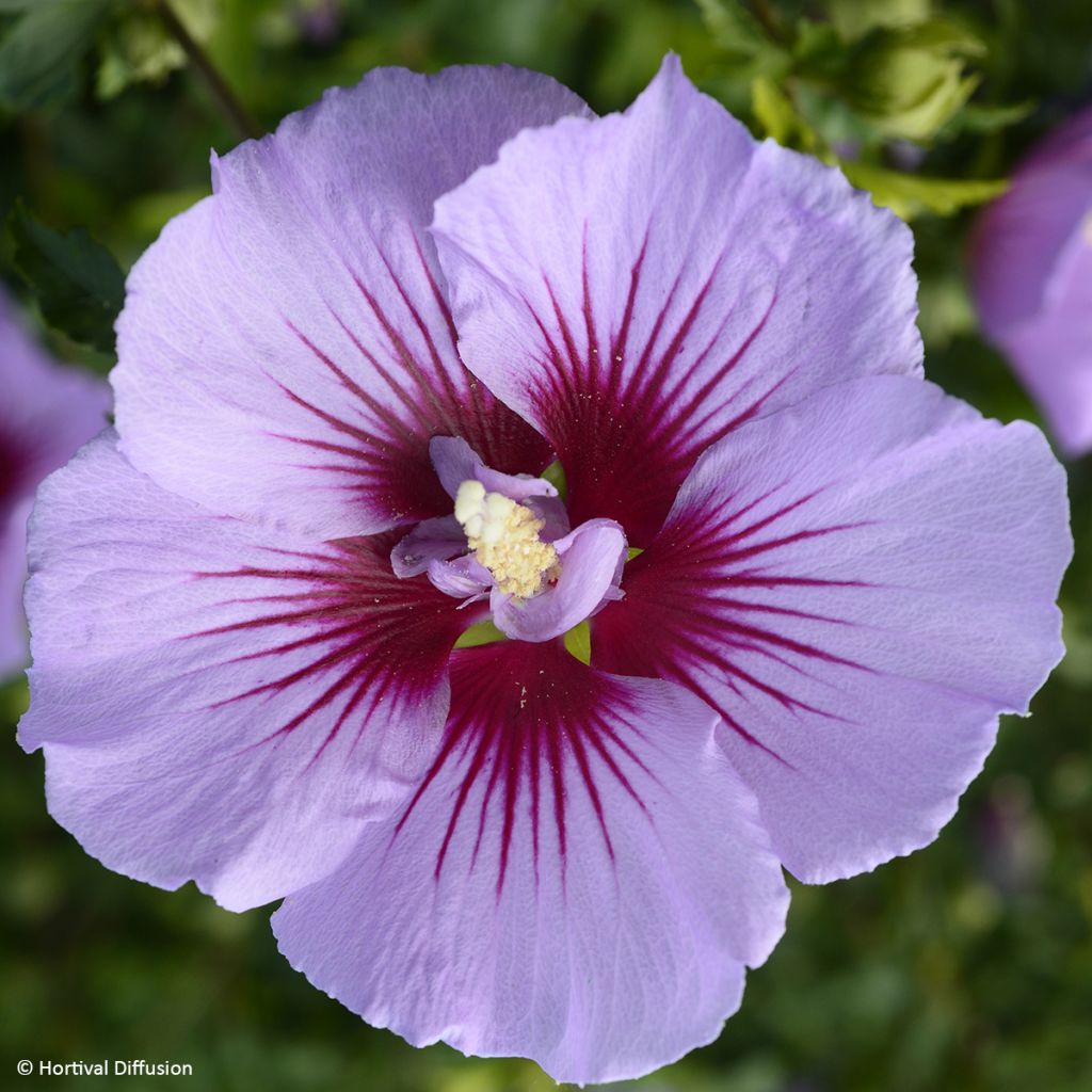 Hibiscus syriacus B'twist Lavender - Rose of Sharon