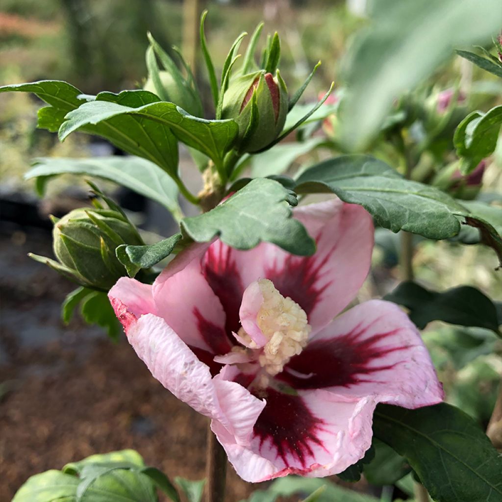 Hibiscus syriacus Hamabo - Rose of Sharon