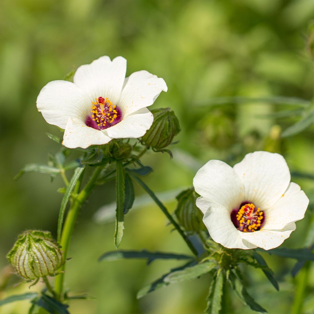 Hibiscus trionum - African Hibiscus