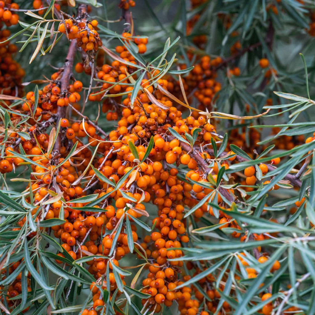 Hippophae rhamnoides Sirola - Sea buckthorn