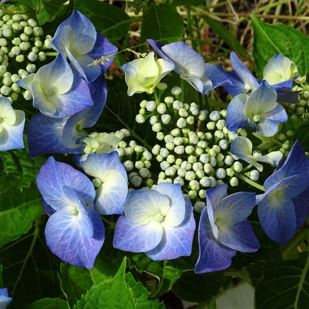 Hortensia - Hydrangea macrophylla Blue Sky