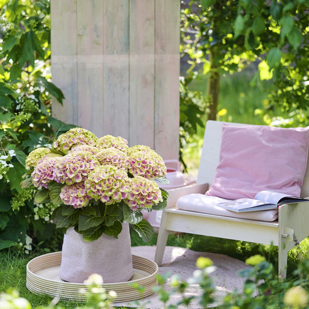 Hydrangea macrophylla Magical Jewel Pink