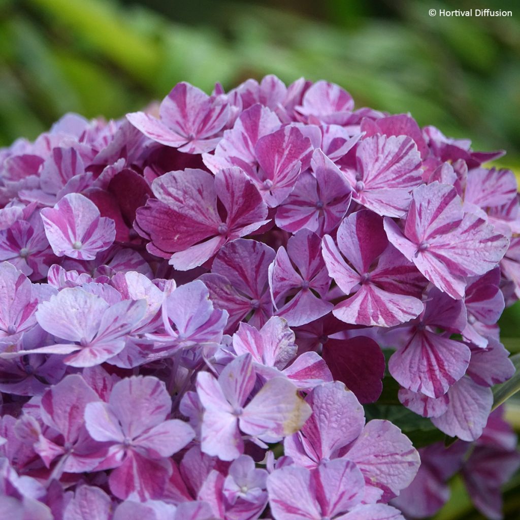 Hydrangea macrophylla Pinky Binder- Mophead Hydrangea