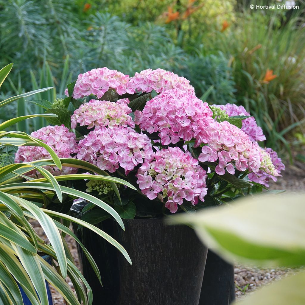 Hydrangea macrophylla Pinky Binder- Mophead Hydrangea