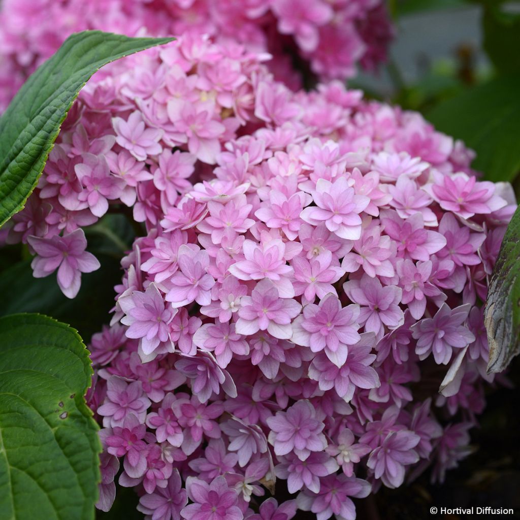 Hydrangea macrophylla Stellar Pink - Mophead Hydrangea