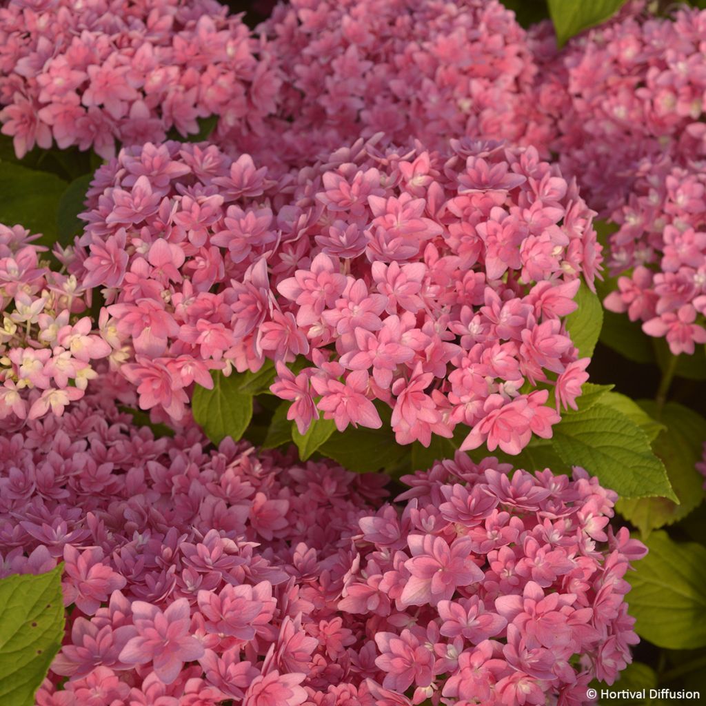 Hydrangea macrophylla Stellar Pink - Mophead Hydrangea