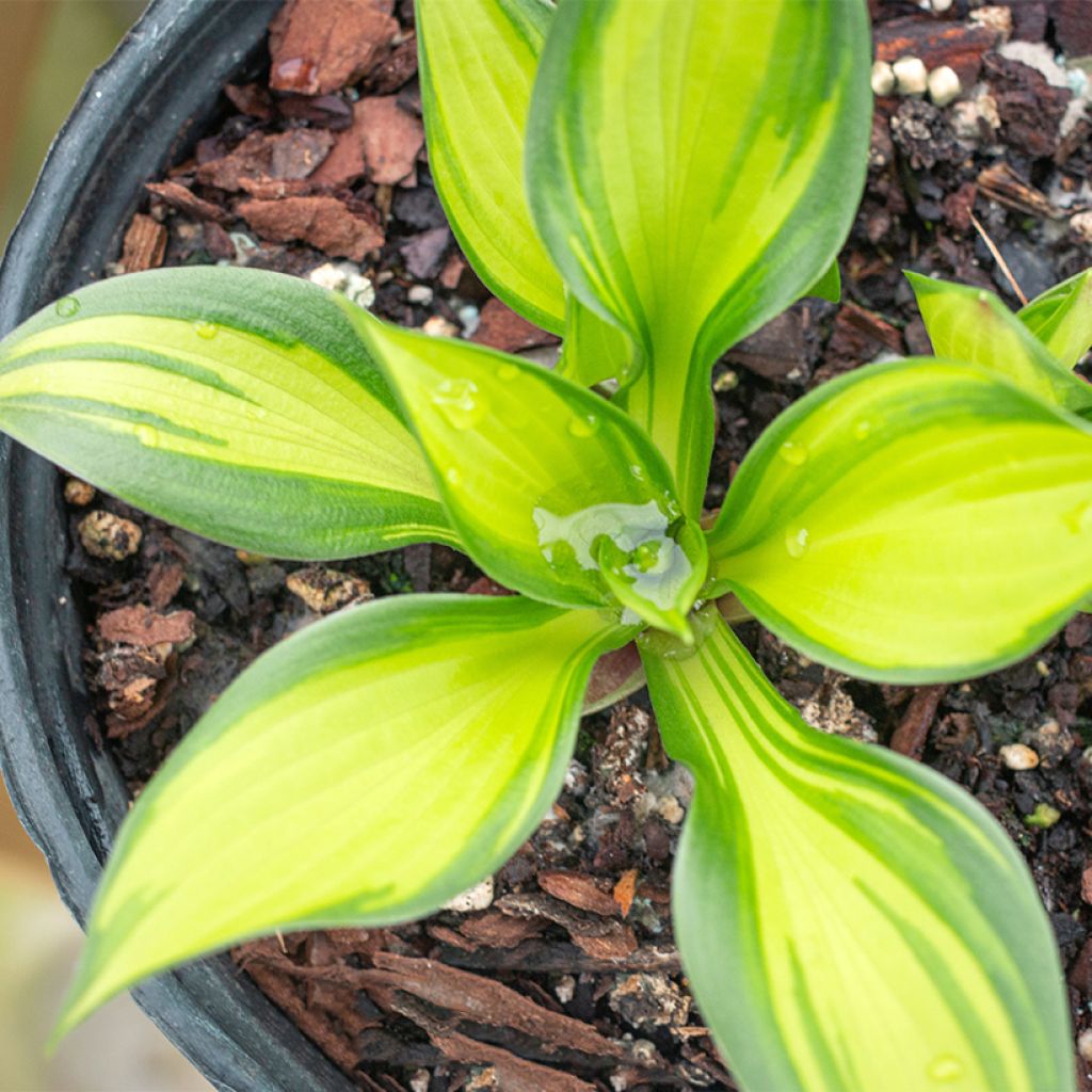 Hosta Ayesha