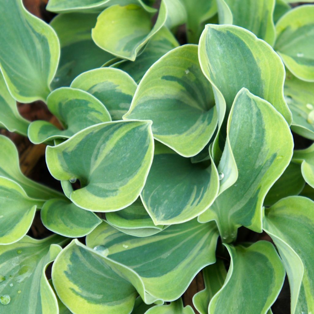 Hosta Frosted Mouse Ears - Plantain Lily