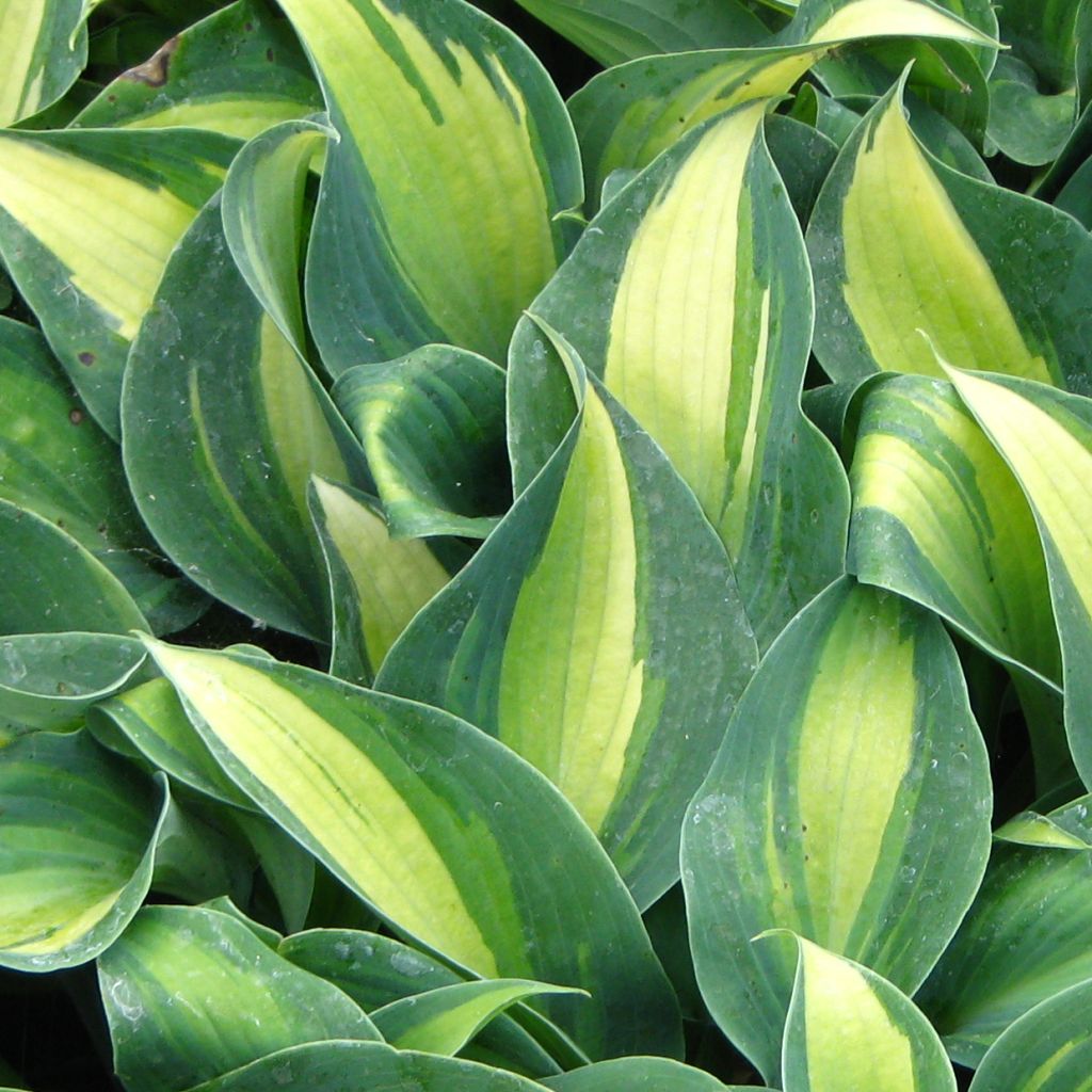 Hosta Grand Marquee - Hosta panaché