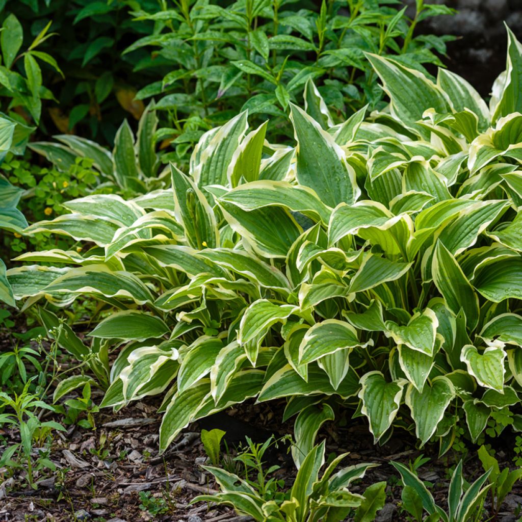 Hosta Variegata - Plantain Lily