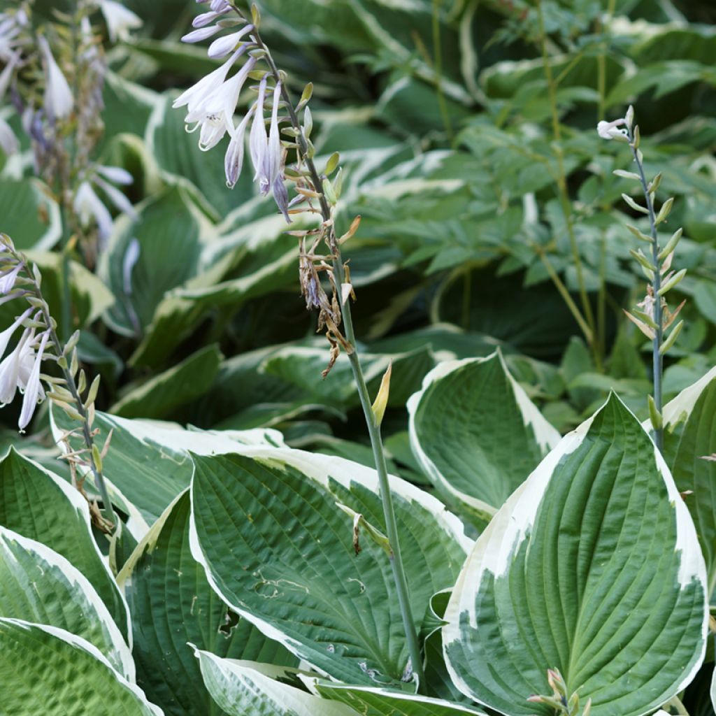 Hosta undulata albomarginata