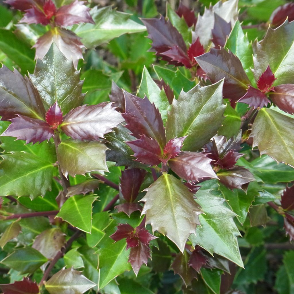 Ilex meserveae Heckenblau