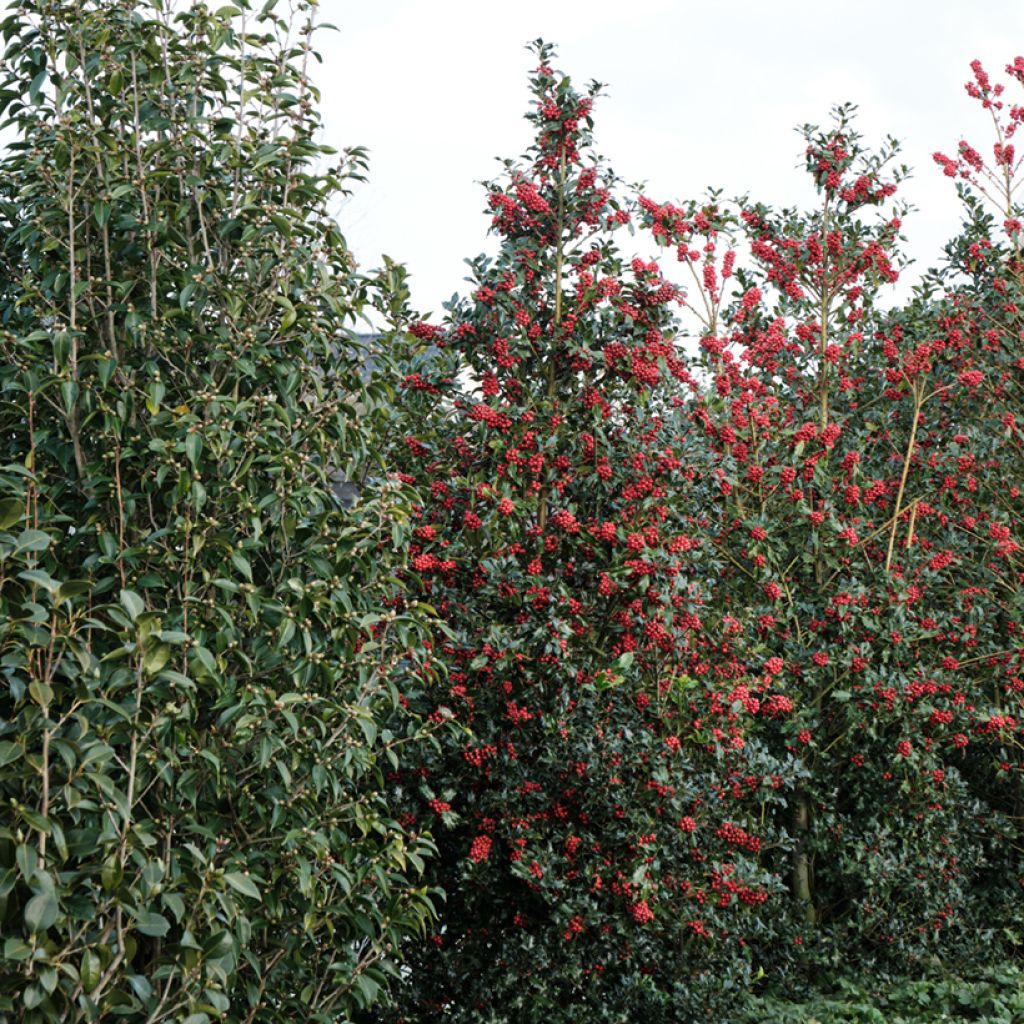 Ilex meserveae Magical Amoro Rosso