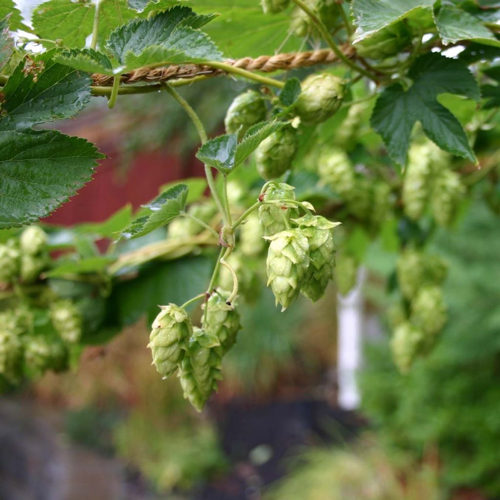 Humulus lupulus Cascade - houblon femelle