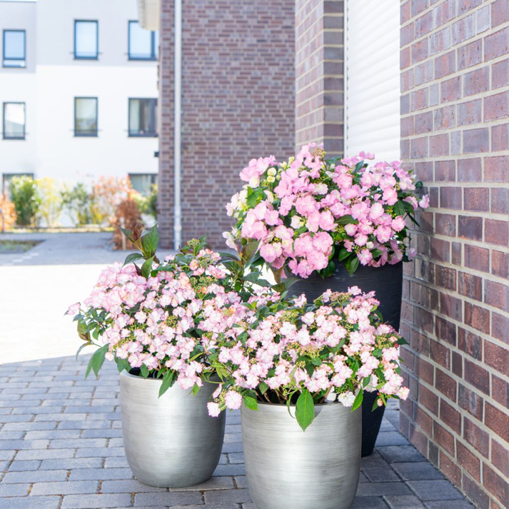 Hydrangea macrophylla Bloombuster