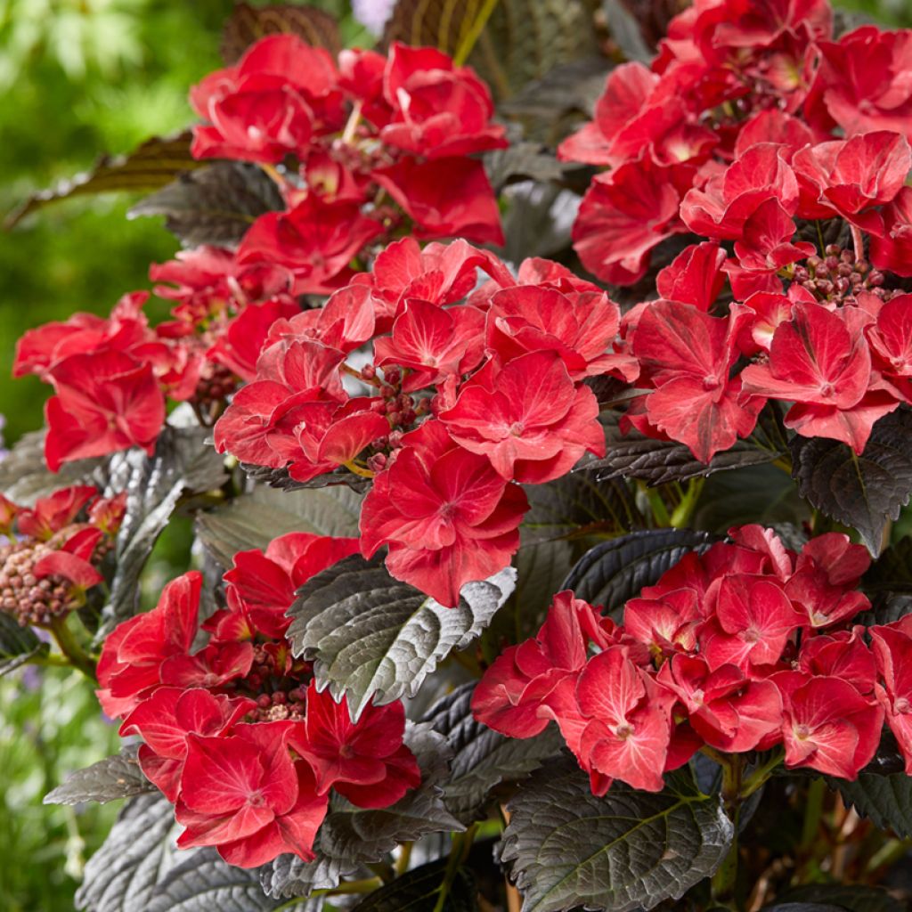 Hydrangea macrophylla x serrata After Midnight - Mophead Hydrangea