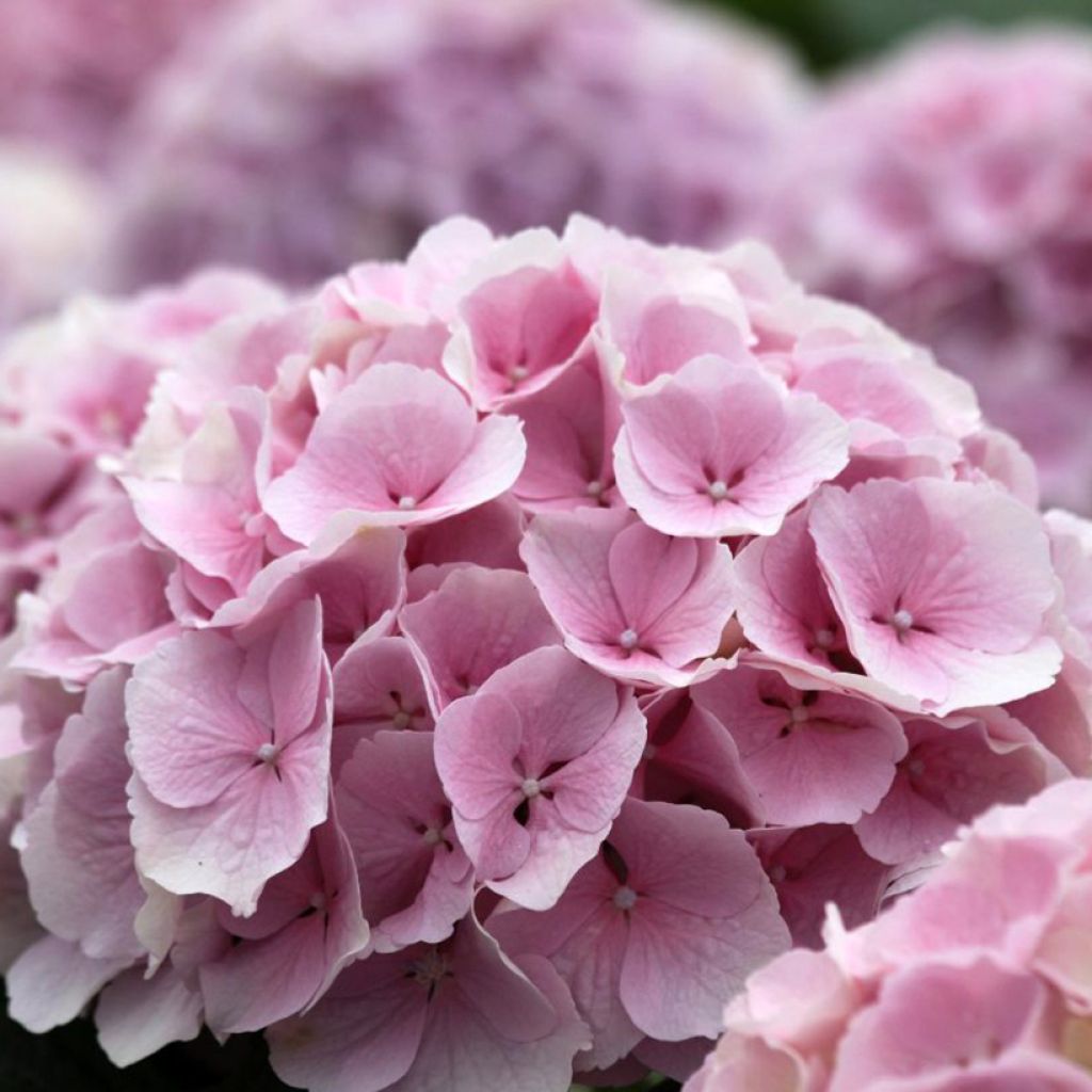 Hydrangea macrophylla Everbloom Pink Wonder- Mophead Hydrangea