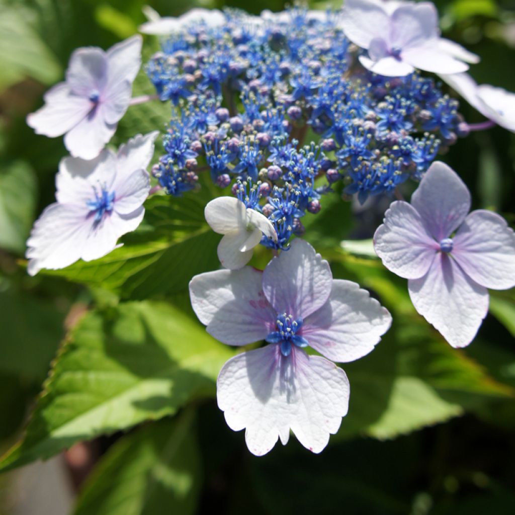 Hydrangea macrophylla Blue Wave