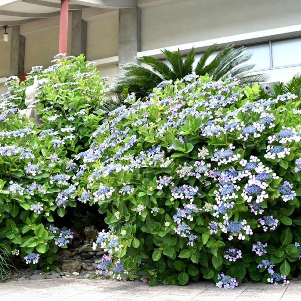 Hydrangea macrophylla Blue Wave