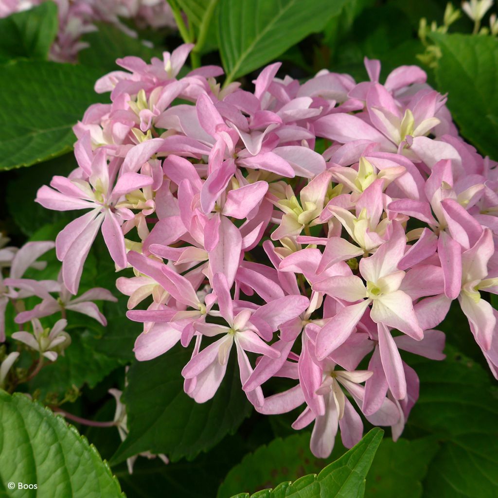 Hydrangea macrophylla Inspire