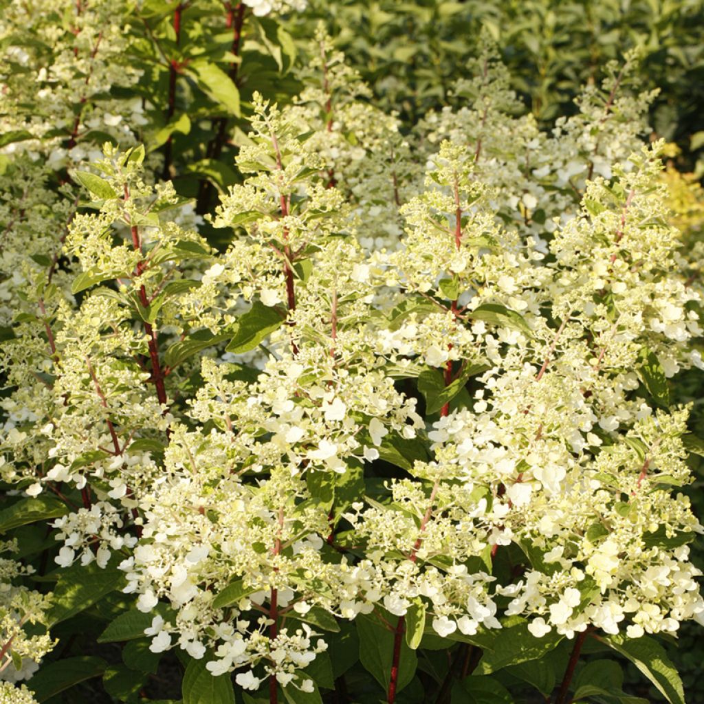 Hydrangea paniculata Candlelight