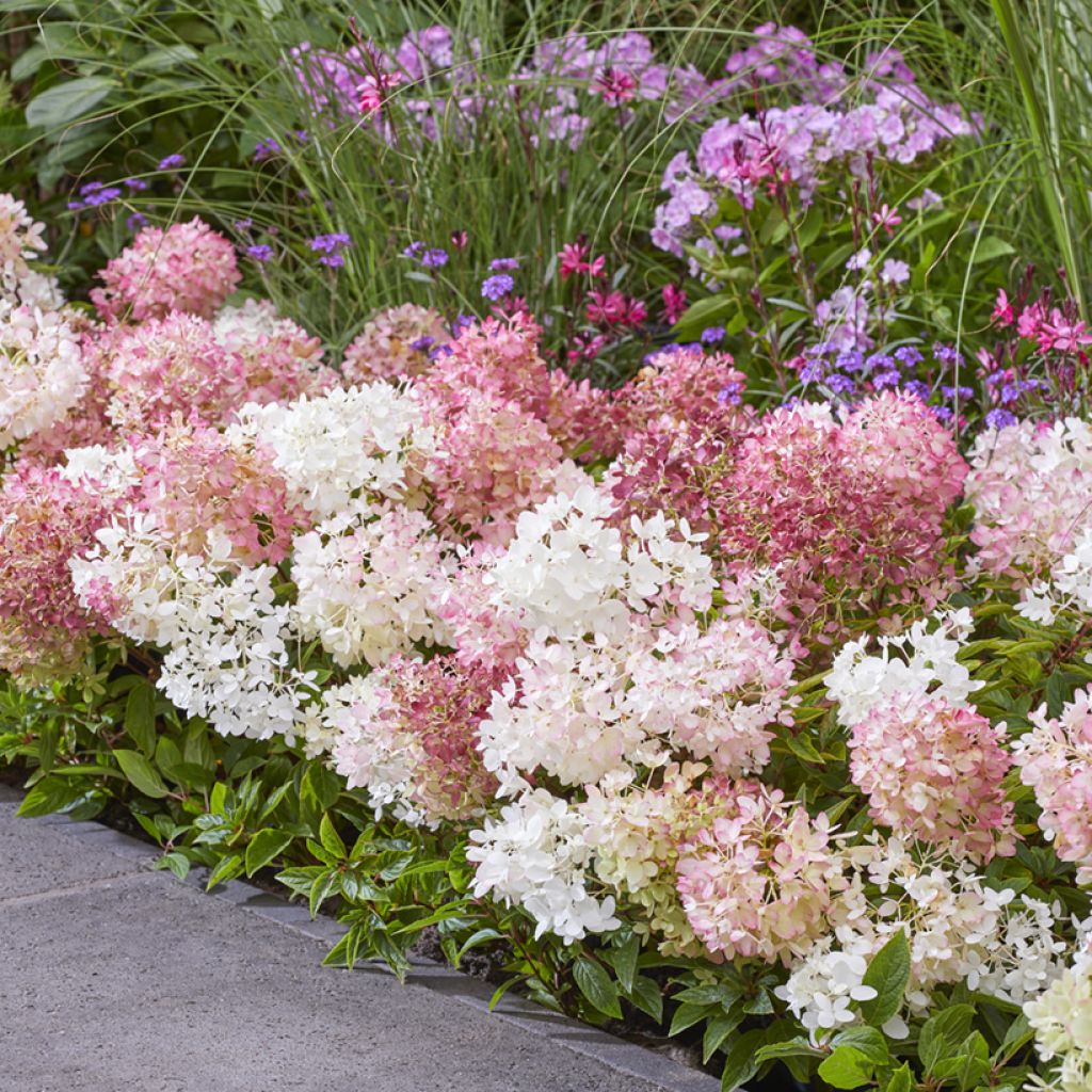 Hydrangea paniculata Groundbreaker