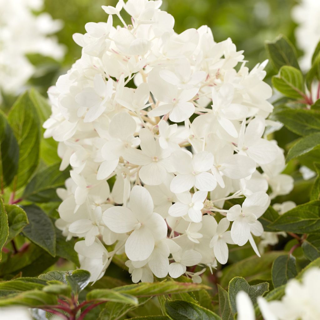 Hydrangea paniculata Groundbreaker