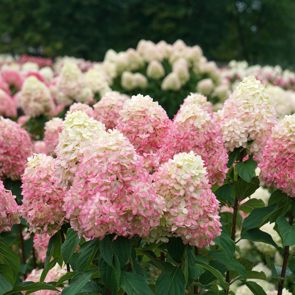 Hydrangea paniculata Limelight Prime Proven Winners - Panicle Hydrangea