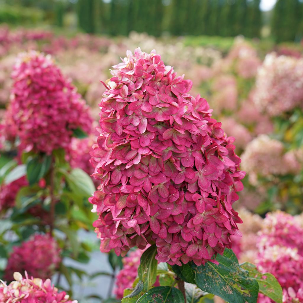 Hydrangea paniculata Limelight Prime Proven Winners - Panicle Hydrangea