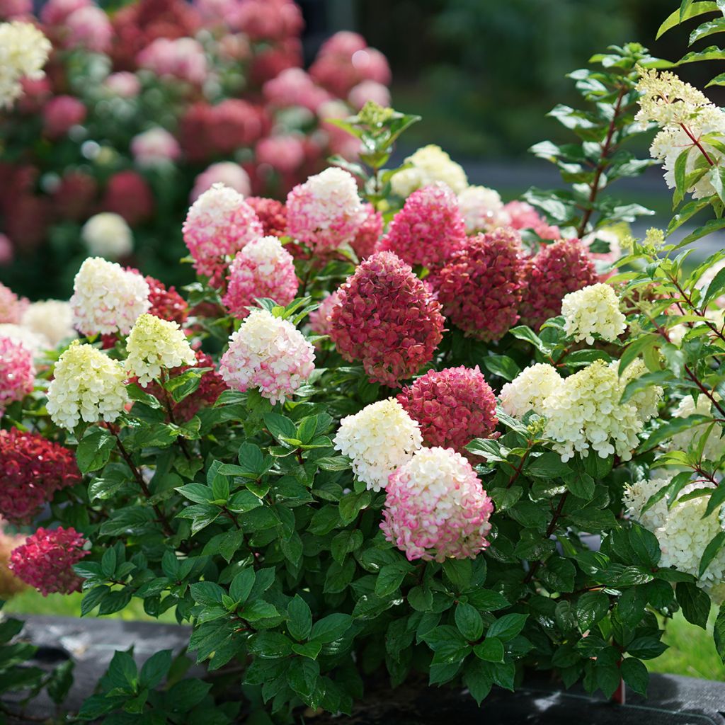 Hydrangea paniculata Little Lime Punch Proven Winners - Panicle Hydrangea