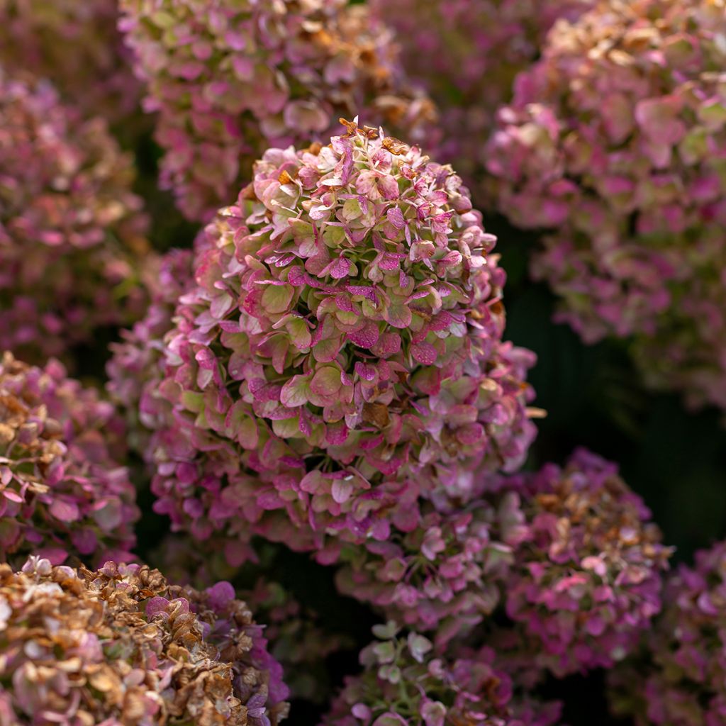 Hydrangea paniculata Little Hottie First Editions - Panicle hydrangea