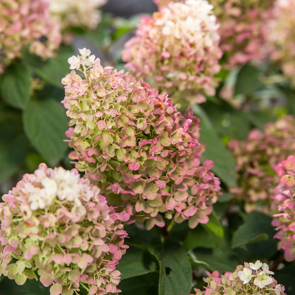 Hydrangea paniculata Little Hottie First Editions - Panicle hydrangea