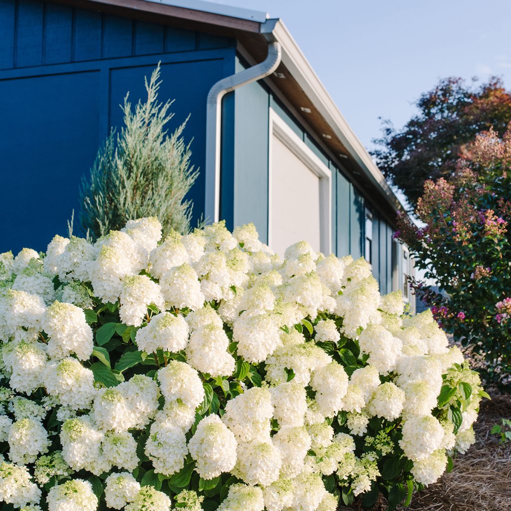 Hydrangea paniculata Little Hottie First Editions - Panicle hydrangea