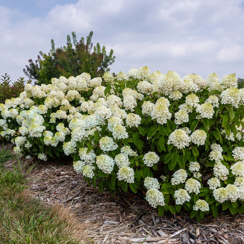 Hydrangea paniculata Little Hottie First Editions - Panicle hydrangea