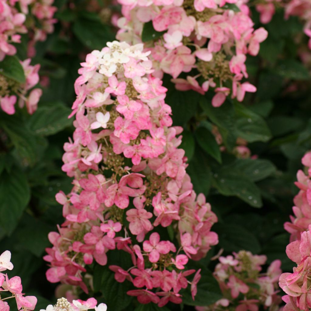 Hydrangea paniculata Magical Fire