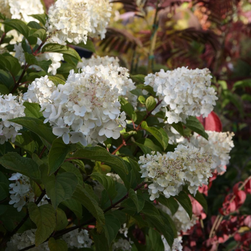 Hydrangea paniculata Silver Dollar