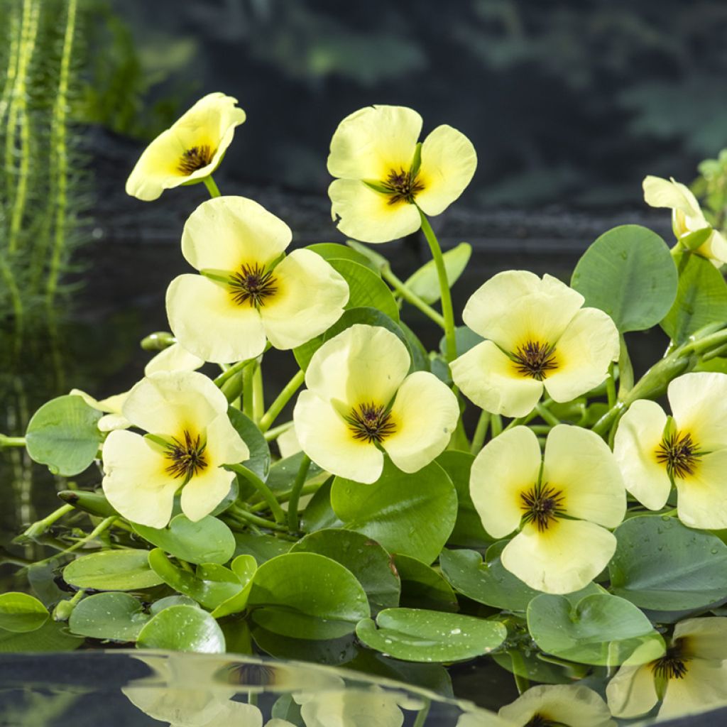 Hydrocleys nymphoides - water poppy