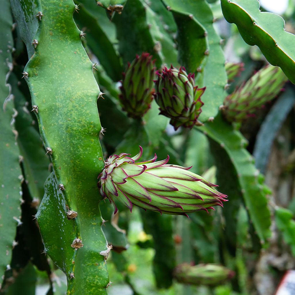 Hylocereus megalanthus - Yellow Pitahaya 